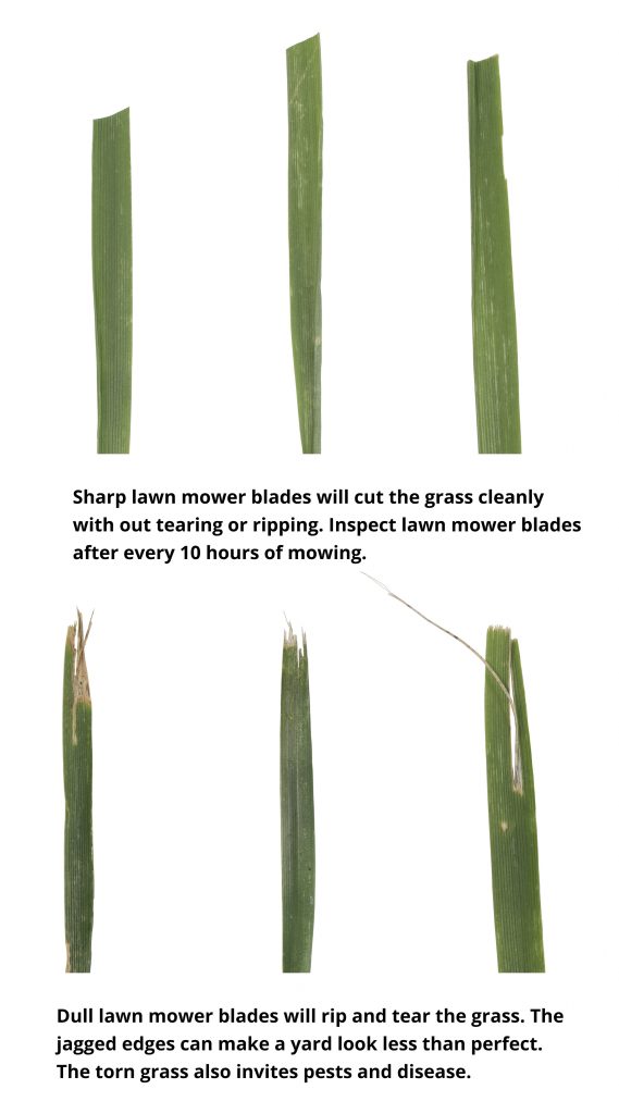 graphics grass blades